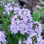 Thymus longicaulis Blüte