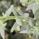 Heliotropium bacciferum Hoja