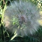 Tragopogon dubius Плод