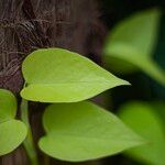 Epipremnum aureum Leaf