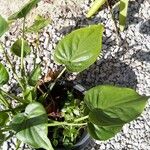 Alocasia cucullata Blad