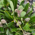 Salix arctica Flower