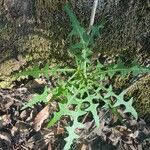 Sonchus congestus Blatt