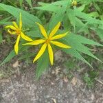 Helianthus divaricatus Fiore