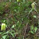 Fritillaria sonnikovae Flor