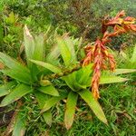 Guzmania plumieri Habitus