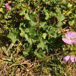 Malva moschataVekstform