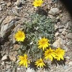 Balsamorhiza hookeri Flower