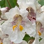 Catalpa speciosa Blüte