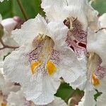 Catalpa speciosa Квітка