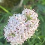 Valeriana tuberosa Λουλούδι