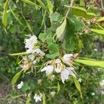 Bauhinia lunarioides Blatt