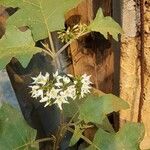 Solanum torvumFlower
