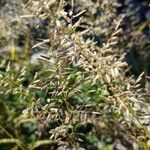 Eragrostis minor Leaf