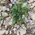 Valeriana coronata Buveinė