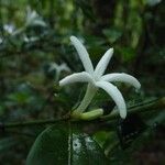 Psychotria microglossa Flower