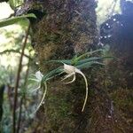 Angraecum expansum Habit