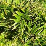 Taxus canadensis 葉