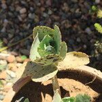 Kalanchoe marmorata Foglia