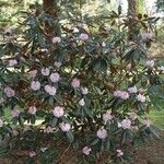 Rhododendron fulvum Hábito