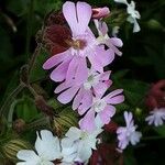 Silene pendula Blomma