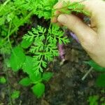 Chaerophyllum tainturieri Leaf