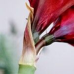 Hippeastrum reginae Rhisgl