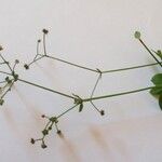 Galium rotundifolium Συνήθη χαρακτηριστικά