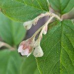 Cotoneaster integerrimus Blomma