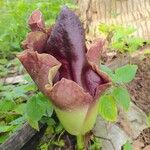 Amorphophallus paeoniifolius Virág