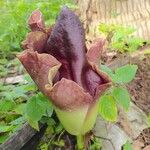 Amorphophallus paeoniifolius Flower