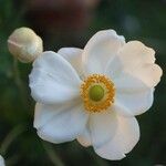 Anemone sylvestris Flor