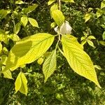 Halesia carolina Blad