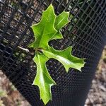 Quercus gravesii Leaf