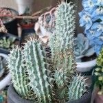 Hoodia gordonii Blatt