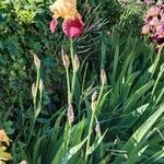 Iris variegata Habit