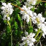 Erica spiculifolia Flor