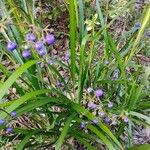 Dianella caerulea Folha