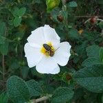 Cistus salviifolius花