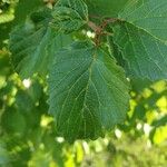Viburnum recognitum Leaf