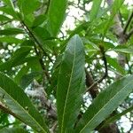 Hugonia serrata Leaf