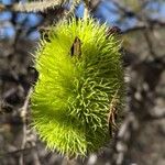 Cucumis dipsaceus Frucht