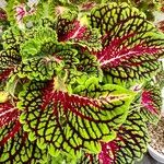 Coleus decurrens Листок