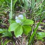 Cornus canadensis ফুল