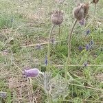 Anemone montana ശീലം