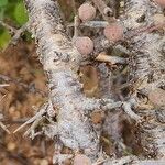 Commiphora kua Bark