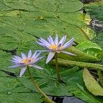 Nymphaea elegans Floare