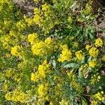 Isatis tinctoria Fleur