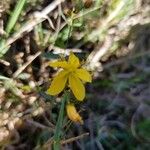 Hypericum linariifolium फूल