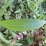 Lactuca serriolaFolha